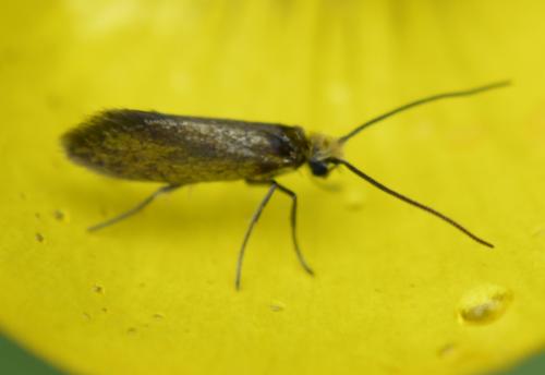 Micropterix calthella
